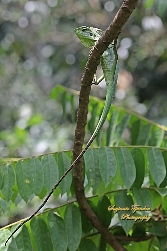 Bunglon/Green Crested Lizard, Bronchocela cristatella, Agamidae  Bronchocela cristatella,Geotagged,Green Crested Lizard,Indonesia,Summer