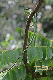 Bunglon/Green Crested Lizard, Bronchocela cristatella, Agamidae  Bronchocela cristatella,Geotagged,Green Crested Lizard,Indonesia,Summer
