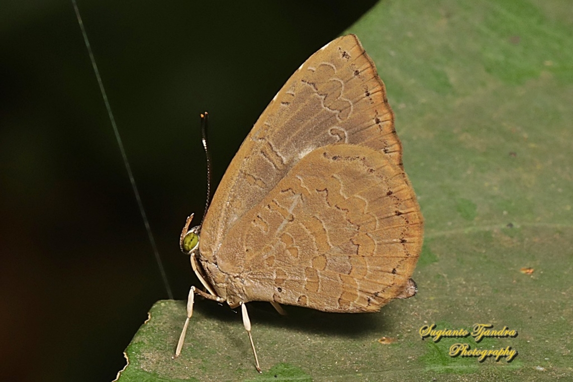 Round-band Brownie, Miletus gopara gopara, family Lycaenidae  Geotagged,Indonesia,Miletus gopara,Summer