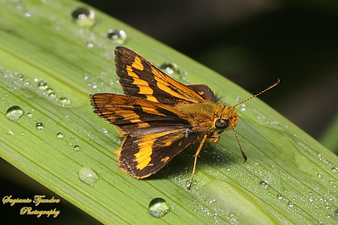 Skipper Butterfly - The Lesser Dart, Potanthus omaha  Geotagged,Indonesia,Lesser dart,Potanthus omaha,Summer