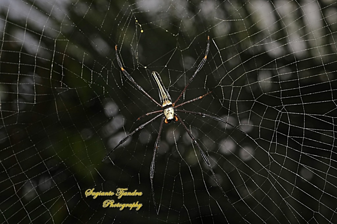 Golden orb-web spider, Nephila Pilipes  Geotagged,Giant Golden Orbweaver,Indonesia,Nephila pilipes,Summer