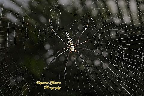 Golden orb-web spider, Nephila Pilipes  Geotagged,Giant Golden Orbweaver,Indonesia,Nephila pilipes,Summer
