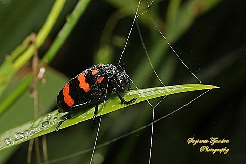 Blister Beetle. Hycleus biundulatus, family Meloidae "cold - covered in morning dew"  Geotagged,Hycleus biundulatus,Indonesia,Summer