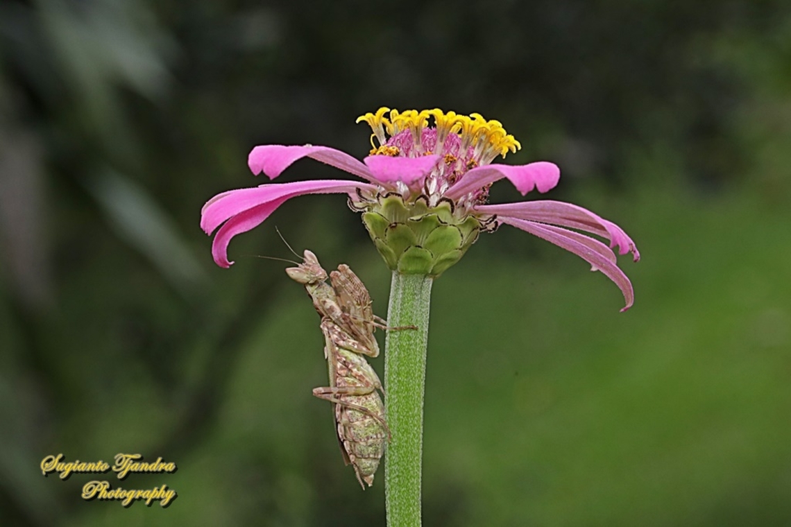 Flower mantis, Creobroter Sp "take shelter under the Zinnia flower"  Geotagged,Indonesia,Summer
