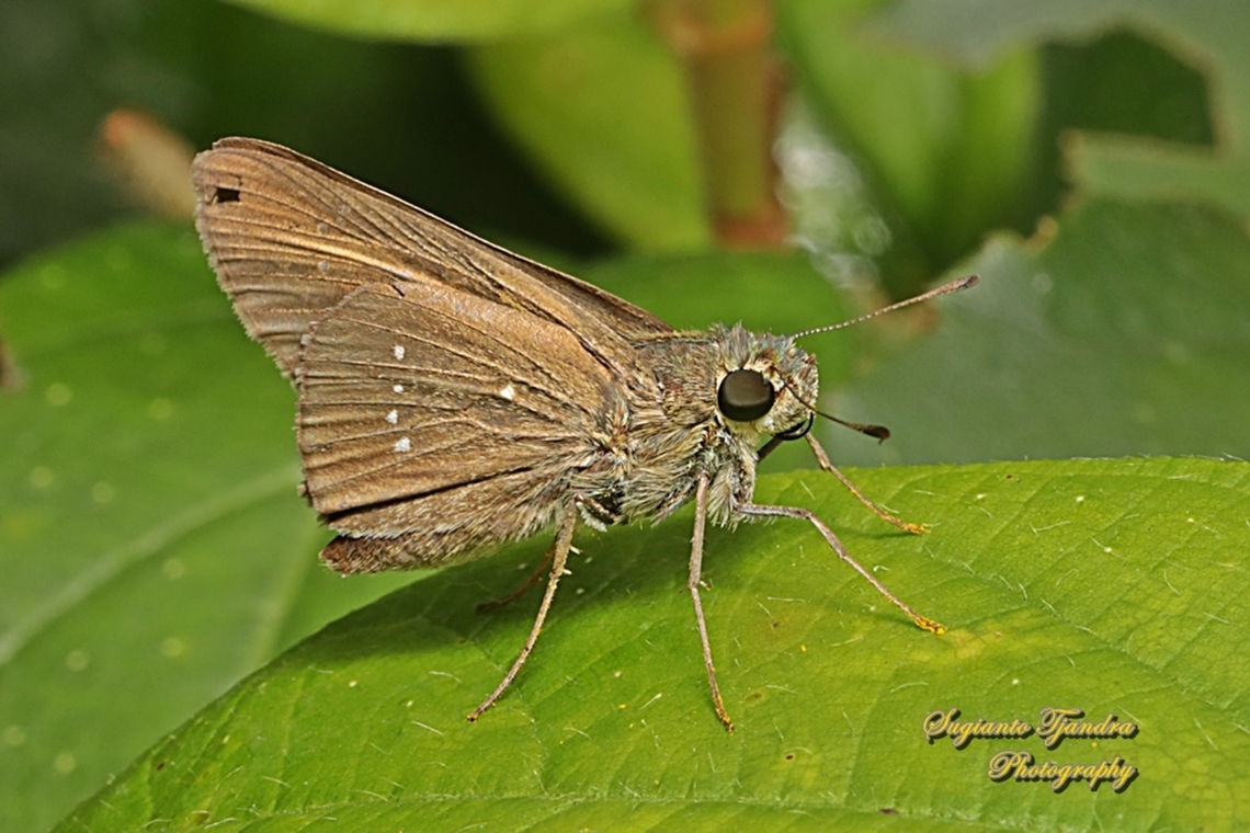 Skipper Butterfly, the conjoined swift, Pelopidas conjunctus conjunctus  Conjoined swift,Geotagged,Indonesia,Pelopidas conjuncta,Summer