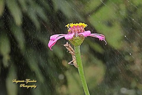 Flower mantis, Creobroter Sp "Raining - take shelter under the Zinnia flower"  Geotagged,Indonesia,Summer