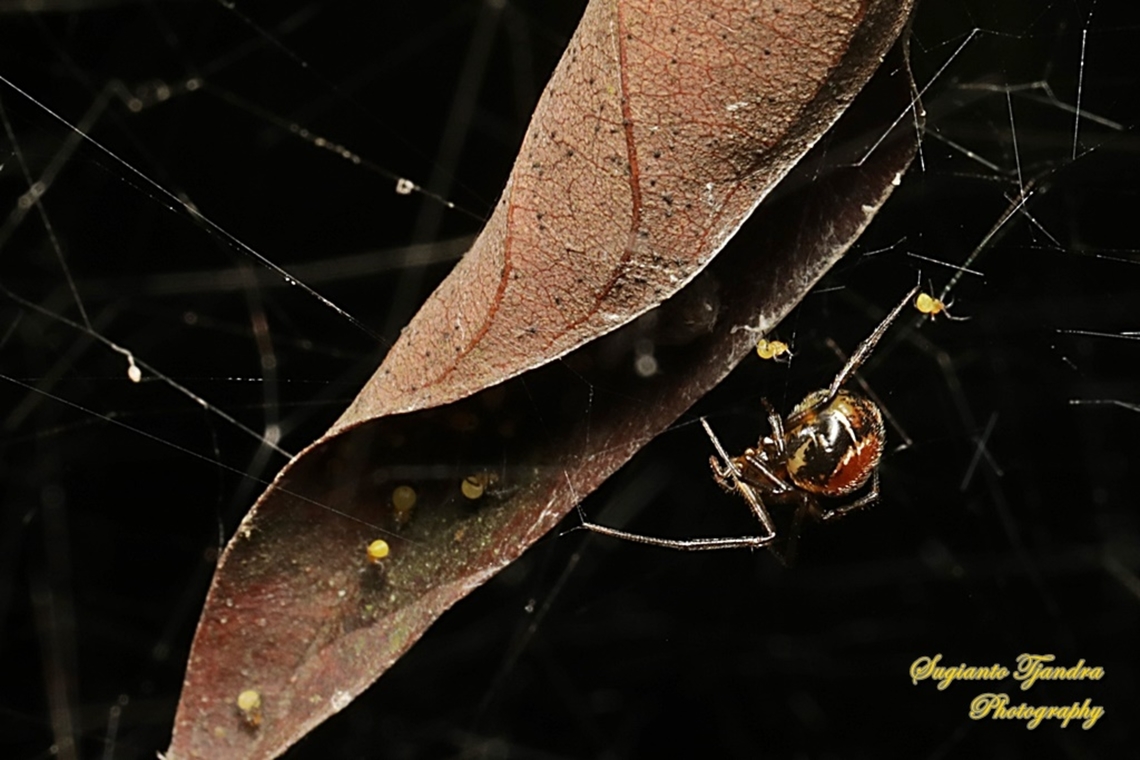 Comb-footed spider, Nihonhimea mundula, family Theridiidae  Geotagged,Indonesia,Nihonhimea mundula,Summer