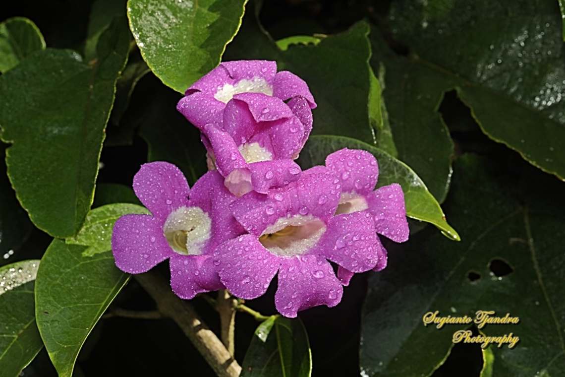 Garlic Vine, Mansoa alliacea (Pseudocalymna alliaceum)  Garlic vine,Geotagged,Indonesia,Mansoa alliacea,Summer