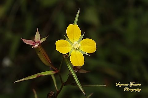 Wingleaf Primrose-Willow, Ludwigia decurrens  Geotagged,Indonesia,Ludwigia decurrens,Summer,Wingleaf Primrose-Willow