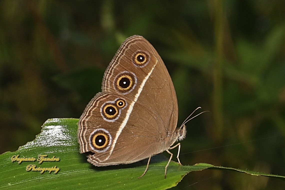 Dark Grass-brown, Orsotriaena medus cinerea  Dark grass-brown,Geotagged,Indonesia,Orsotriaena medus,Summer