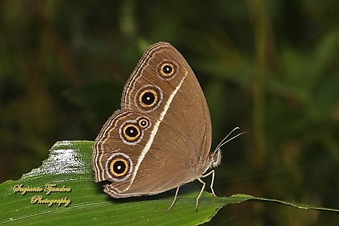 Dark Grass-brown, Orsotriaena medus cinerea  Dark grass-brown,Geotagged,Indonesia,Orsotriaena medus,Summer