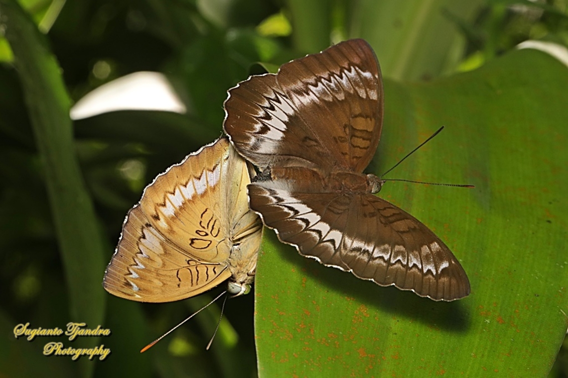 The powdered baron, Euthalia monina salia "mating"  Euthalia monina,Geotagged,Indonesia,Powdered Baron,Summer