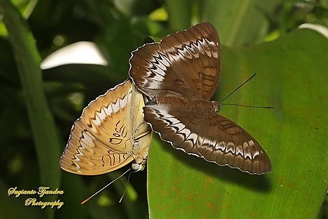The powdered baron, Euthalia monina salia "mating"  Euthalia monina,Geotagged,Indonesia,Powdered Baron,Summer