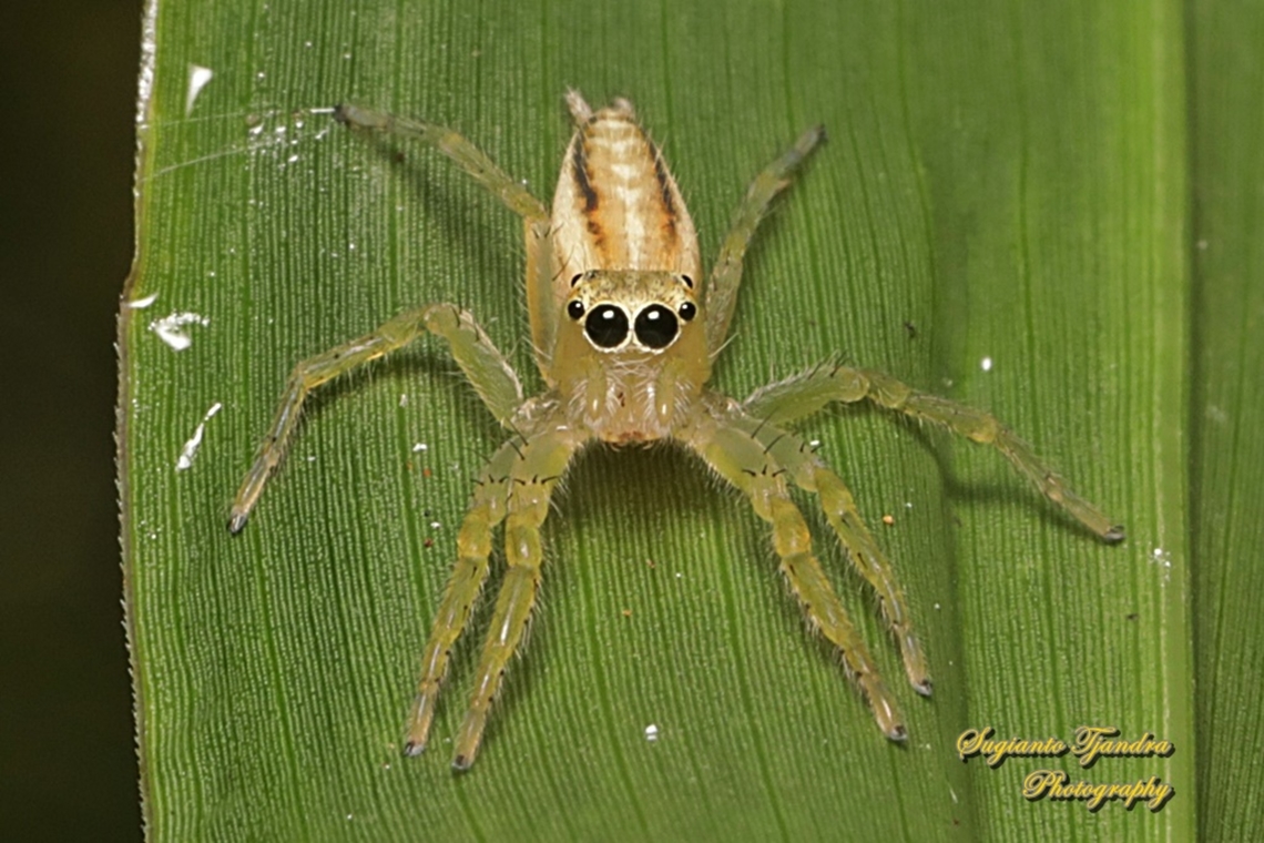 Jumping Spider, Telamonia festiva, family Salticidae  Geotagged,Indonesia,Summer,Telamonia festiva