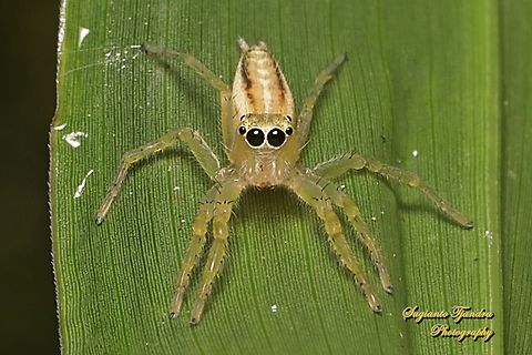 Jumping Spider, Telamonia festiva, family Salticidae  Geotagged,Indonesia,Summer,Telamonia festiva