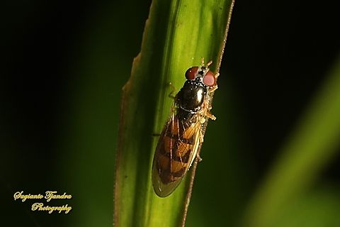 Hoverfly, Melanostoma Sp,, family Syrphidae  Geotagged,Indonesia,Summer