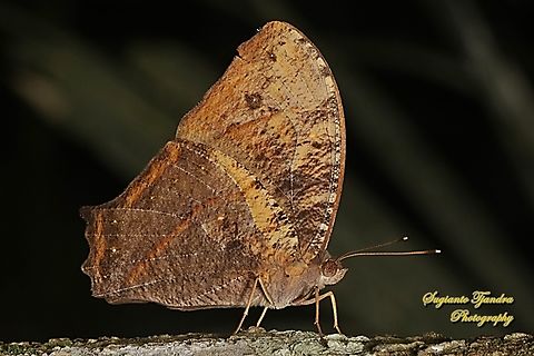 Common evening brown, Melanitis leda  Common evening brown,Geotagged,Indonesia,Melanitis leda,Summer