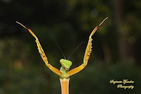 Golden-armed Mantis, Hierodula venosa "The Champions"  Geotagged,Golden-armed Mantis,Hierodula venosa,Indonesia,Summer