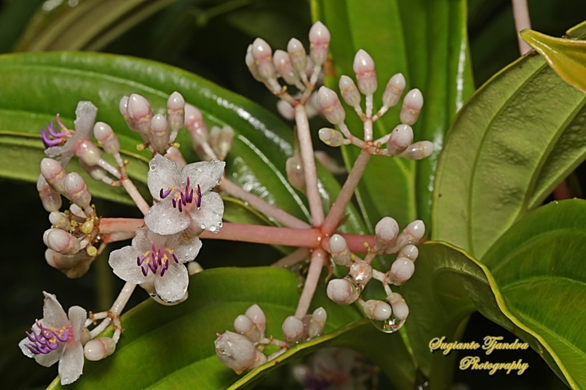 Medinilla speciosa, family Melastomataceae  Geotagged,Indonesia,Medinilla speciosa,Summer