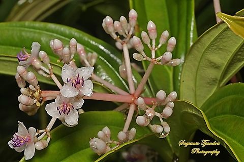 Medinilla speciosa, family Melastomataceae  Geotagged,Indonesia,Medinilla speciosa,Summer