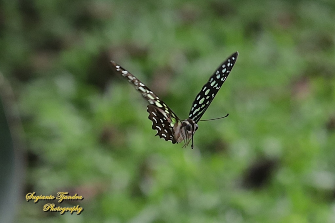 Tailed Jay Butterfly, Graphium agamemnon "flying across the ocean"  Geotagged,Graphium agamemnon,Indonesia,Summer,Tailed Jay