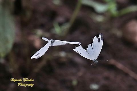 A pair of  psyche butterfly, Leptosia nina chlorographa, family Pieridae "fly far away to a new place"  Geotagged,Indonesia,Leptosia nina,Psyche,Summer