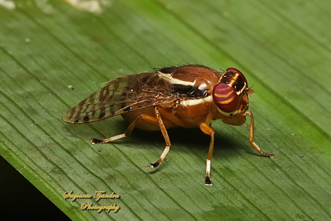 Signal Fly, Scholastes cinctus, family Platystomatidae  Geotagged,Indonesia,Scholastes cinctus,Summer