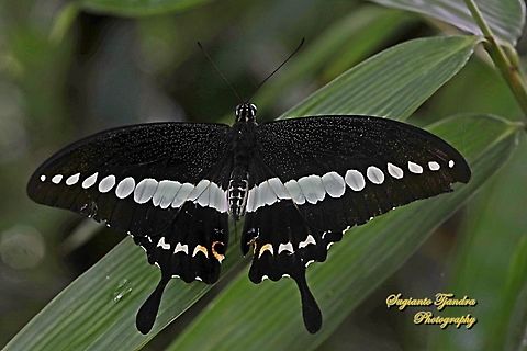 The banded swallowtail butterfly, Papilio demolion demolion  Banded Swallowtail,Geotagged,Indonesia,Papilio demolion,Summer