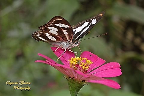 Colour Sergeant, Athyma nefte ssp nefte - male "sucking nectar on the Zinnia flower"  Athyma nefte,Colour sergeant,Geotagged,Indonesia,Summer,Winter