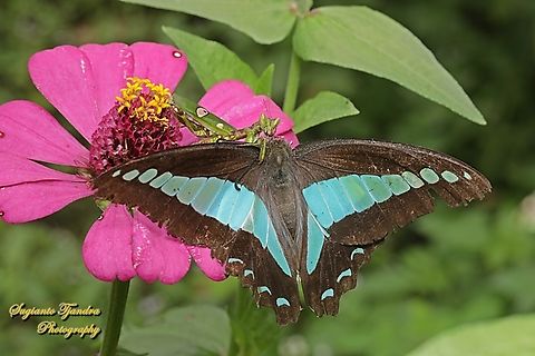A Common Bluebottle, Graphium sarpedon ssp luctatius "was preyed by a flower mantis, Creobroter Sp."  Common Bluebottle,Geotagged,Graphium sarpedon,Indonesia,Summer