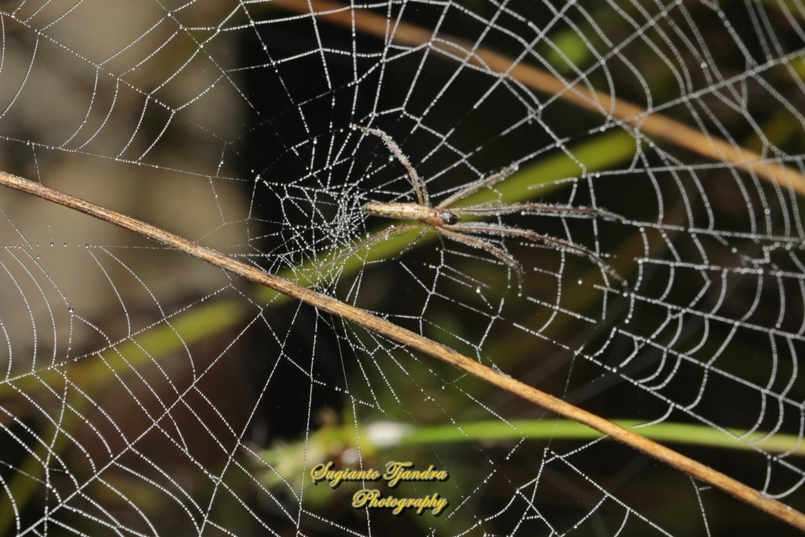 Golden orb-web spider, Nephila Pilipes - juvenile  Geotagged,Indonesia,Nephila pelipes,Nephila pilipes,Summer