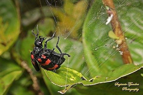 Blister Beetle. Hycleus biundulatus, family Meloidae "trapped in the cobweb"  Geotagged,Hycleus biundulatus,Indonesia,Summer