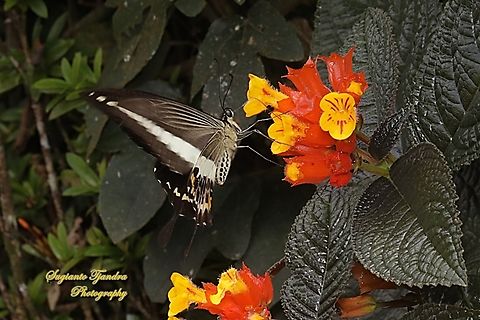 The banded swallowtail butterfly, Papilio demolion demolion "sucking nectar on the sunset bells flowers, Chrysothemis pulchella"  Banded Swallowtail,Geotagged,Indonesia,Papilio demolion,Summer