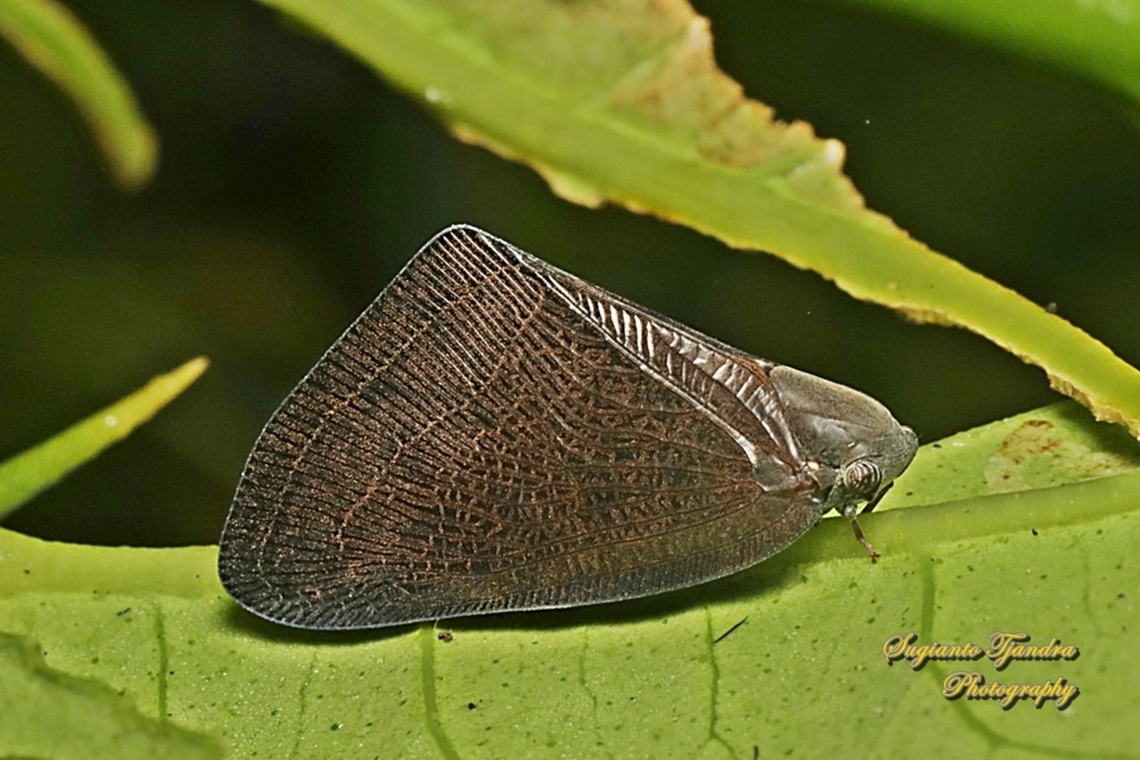 Dark Brown Ricaniid planthopper, Ricanula sublimata, family Ricaniidae  Geotagged,Indonesia,Ricanula sublimata,Summer