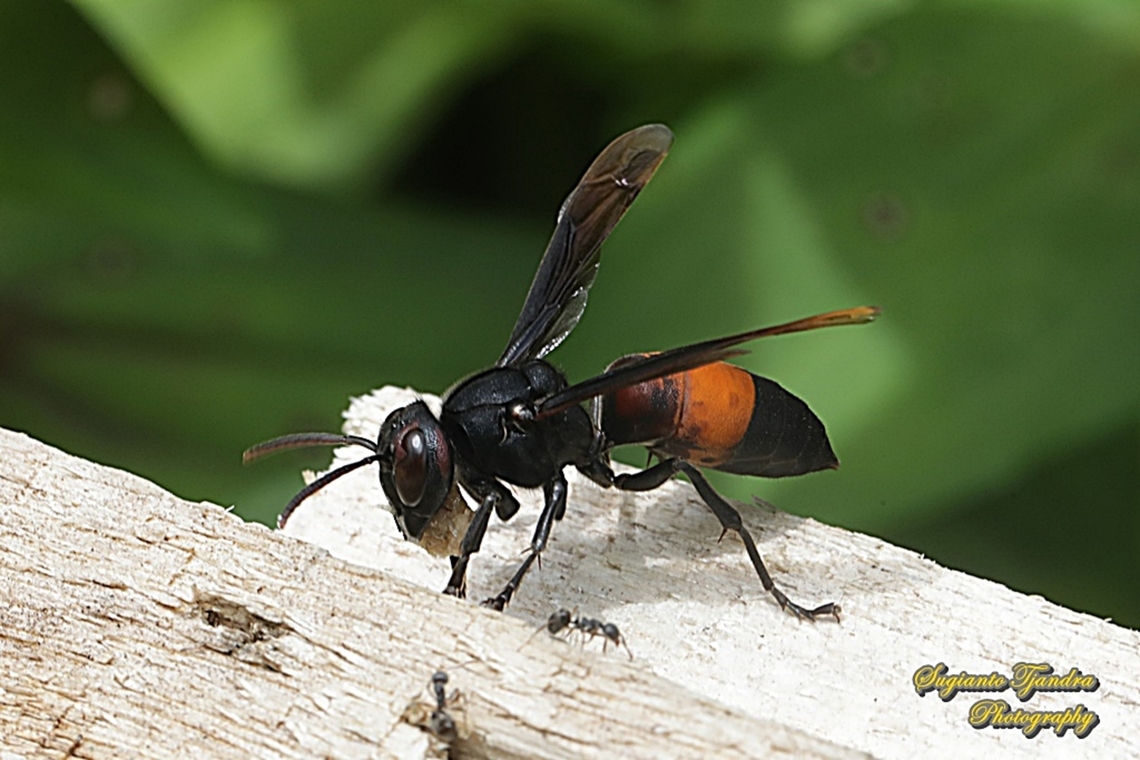 Lesser banded hornet, Vespa affinis  Geotagged,Indonesia,Lesser banded hornet,Summer,Vespa affinis
