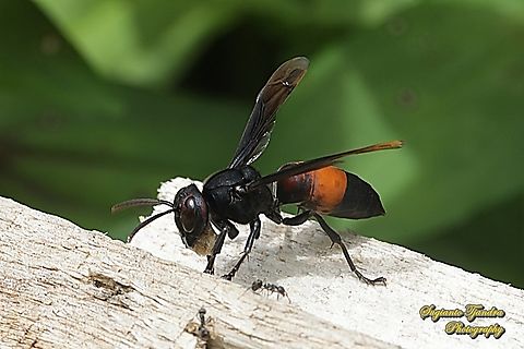 Lesser banded hornet, Vespa affinis  Geotagged,Indonesia,Lesser banded hornet,Summer,Vespa affinis