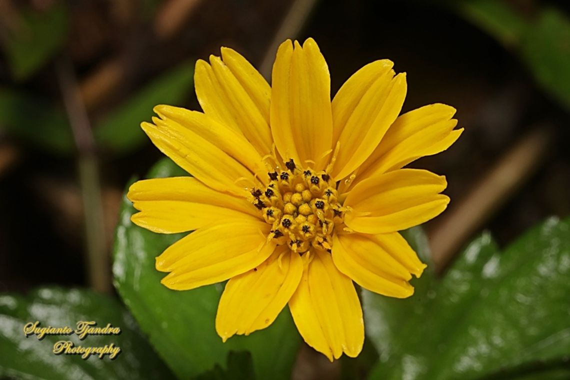 Trailing Daisy flower, Sphagneticola trilobata, family Asteraceae  Geotagged,Indonesia,Sphagneticola trilobata,Summer,Trailing Daisy