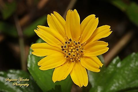 Trailing Daisy flower, Sphagneticola trilobata, family Asteraceae  Geotagged,Indonesia,Sphagneticola trilobata,Summer,Trailing Daisy