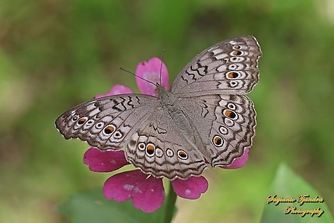 Grey Pansy, Junonia atlites - upperside "sucking nectar on the Zinnia flower"  Geotagged,Gray pansy,Indonesia,Junonia atlites,Summer