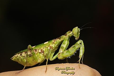 Flower mantis, Creobroter Sp.  Geotagged,Indonesia,Summer