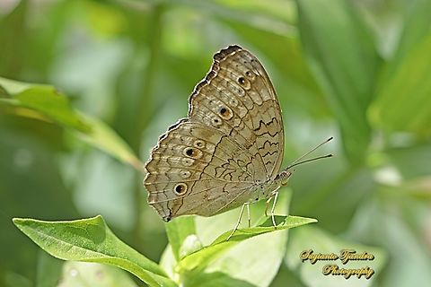 Grey Pansy, Junonia atlites - lowerside  Geotagged,Gray pansy,Indonesia,Junonia atlites,Summer