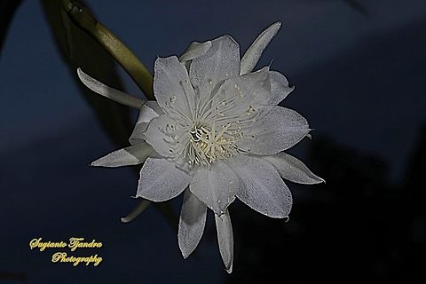 "Wijaya Kusuma flower / Queen of the night", Epiphyllum oxypetalum.  Dutchman's pipe cactus,Epiphyllum oxypetalum,Fall,Geotagged,Indonesia