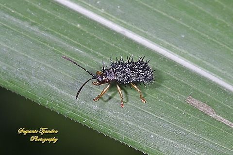 Spiny Leaf Beetle, Rice Hispa (Dactylispa sp.)  Dicladispa armigera,Fall,Geotagged,Indonesia,Rice hispa