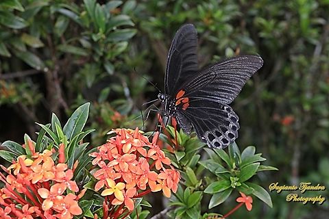 Great Mormon Butterfly, Papilio memnon memnon (male) - "sucking nectar on the Jungle geranium flower, Ixora coccinea"  Fall,Geotagged,Great Mormon,Indonesia,Papilio memnon