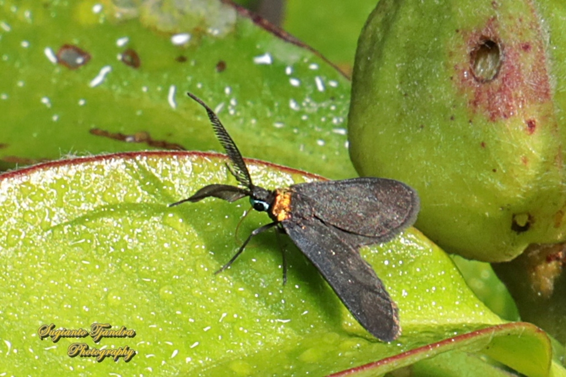 Zygaenid moth, Pollanisus subdolosa - male, family Zygaenidae  Australia,Fall,Geotagged,Pollanisus subdolosa