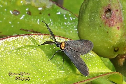 Zygaenid moth, Pollanisus subdolosa - male, family Zygaenidae  Australia,Fall,Geotagged,Pollanisus subdolosa