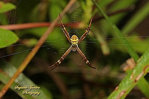 Orb-weaving spider, St. Andrew's cross spider, Argiope keyserlingi  Argiope keyserlingi,Australia,Fall,Geotagged,St Andrews Cross Spider