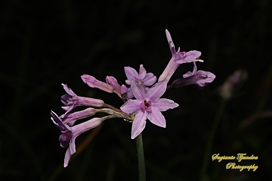 Society Garlic, Tulbaghia violacea, family Amaryllidaceae Forest Lodge, NSW, Australia  Australia,Fall,Geotagged,Society garlic,Tulbaghia violacea