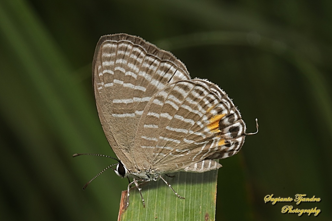 Metallic cerulean Butterfly, Jamides alecto horsfieldi, family Lycaenidae  Geotagged,Indonesia,Jamides alecto,Metallic Cerulean,Metallic cerulean,Summer