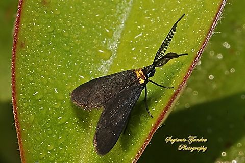 Zygaenid moth, Pollanisus subdolosa - male, family Zygaenidae  Australia,Fall,Geotagged,Pollanisus subdolosa